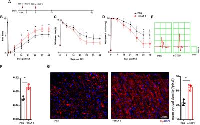 Huntingtin-associated protein 1 ameliorates neurological function rehabilitation by facilitating neurite elongation through TrKA-MAPK pathway in mice spinal cord injury